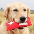pet-survival-kit