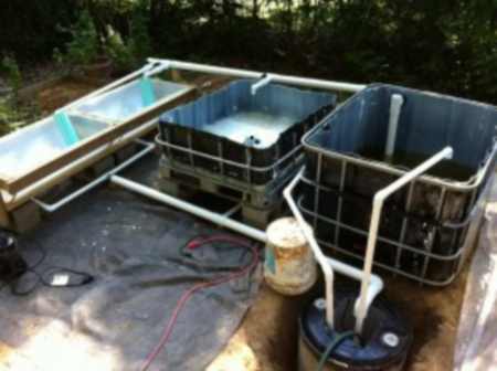 Backyard aquaponics: DIY system to farm fish with vegetables | Self ...