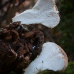 Lycoperdon_perlatum-sliced-874x1024