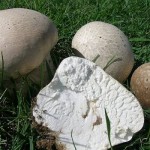 calvatia-sliced-e1351105014514