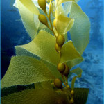 kelp1-150x150