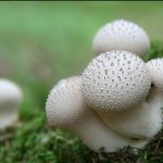 lycoperdon-perlatum-e1351104608301