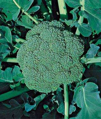 Broccoli-Grows-Well-In-Northwest-Vegetable-Gardens-In-Spring