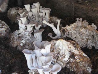 Cultivated-Mushrooms