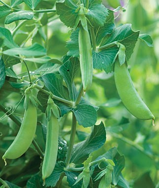 Peas-Grow-WEll-In-Cool-Temperatures-of-the-Northwest