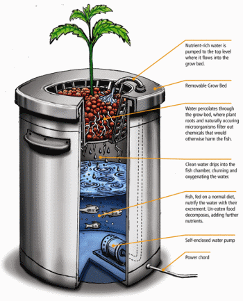 aquaponics-diagram