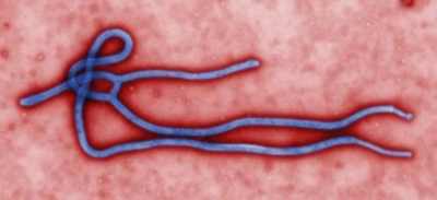 291933-ebola-virus-300x137