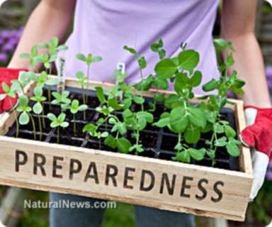 Preparedness-Garden-Leafy-Greens