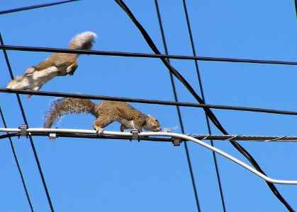 squirrels-on-powerlines-power-grid-threats