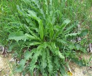 plants