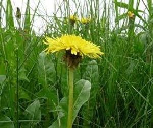plants