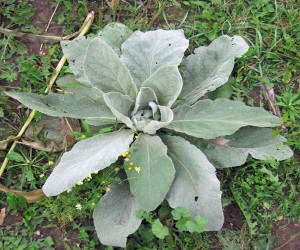 plants