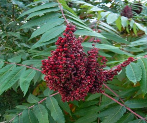 Plants