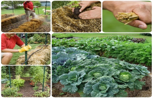 Growing Vegetables in Straw Bales (Straw is Like a Sponge and Holds an Amazing Quantity of Water)