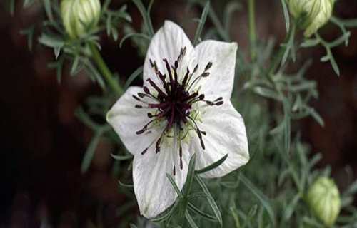 black seed