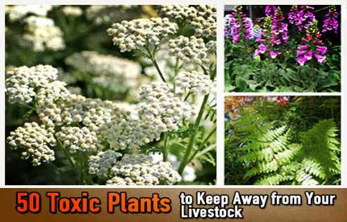 50 Toxic Plants: The Silent Slayers at Your Farm