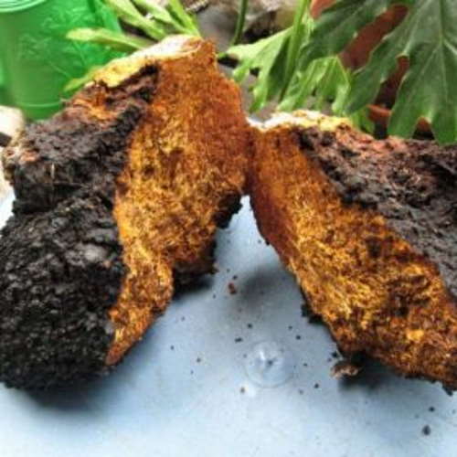 Health Benefits of Chaga Mushrooms — Chaga Mushroom: The Immune-Boosting Superfood